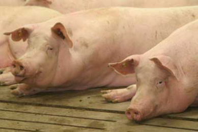 Decreasing sow lameness, improve profitibility