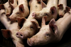 Kenya: ASF strikes, 80 pigs dead