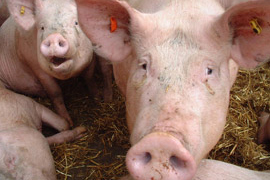 Research: Boosting PRRSV-immune sows with vaccines