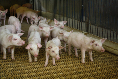 Russia prohibits pig farming in Tver Region