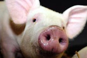 Russia could restrict transportation of pigs