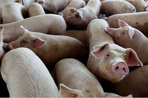 Russia culls 57 000 pigs due to ASF