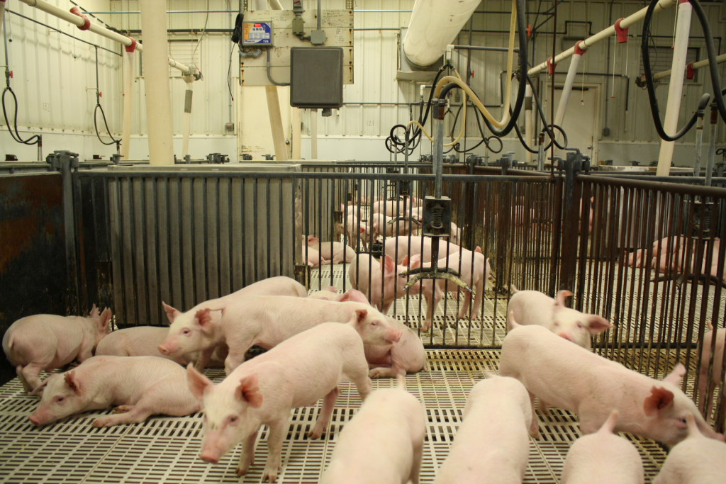 Lysozyme as an alternative to antibiotics in swine - Pig Progress