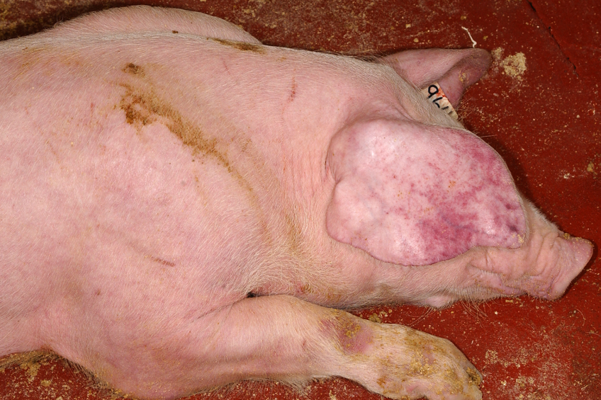 More African Swine Fever confirmed in Poland