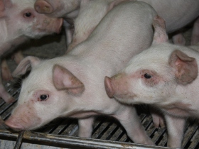 Canadian vet reports new pig disease