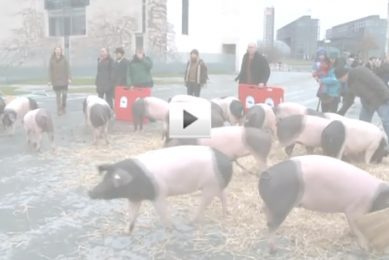 Watch Video: Pigs taken along to dioxin protest in Berlin