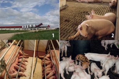 Successful cross-border pig farming in North America