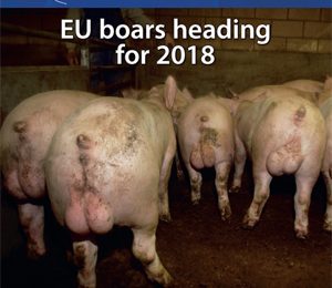 MAGAZINE: Piglet castration is hard to end – Perspectives for 2030