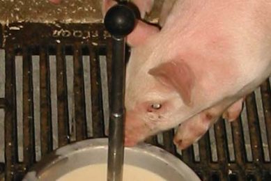 NutriScan launches homemade yoghurt product for piglets