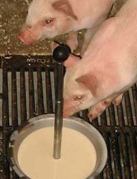 Homemade yoghurt for piglets