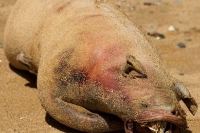 New Yorkers confused by ugly pig-like carcass on Manhattan shore