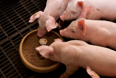 Trial shows Irish pig farms can do without antibiotics