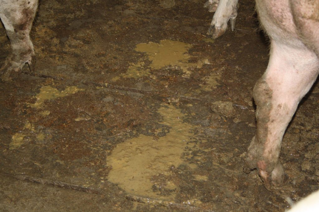 Porcine Epidemic Diarrhoea PED Pig Progress   3000x2000pxPED Diarrhoea 4 1024x683 