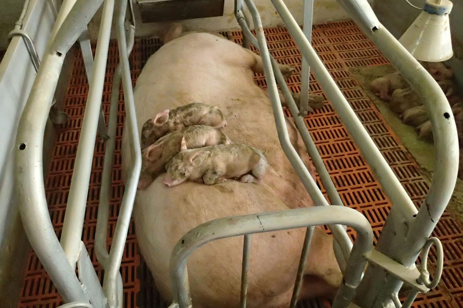 Porcine Epidemic Diarrhoea PED Pig Progress   3000x2000pxPED Sowpiglets 1 1536x1024 