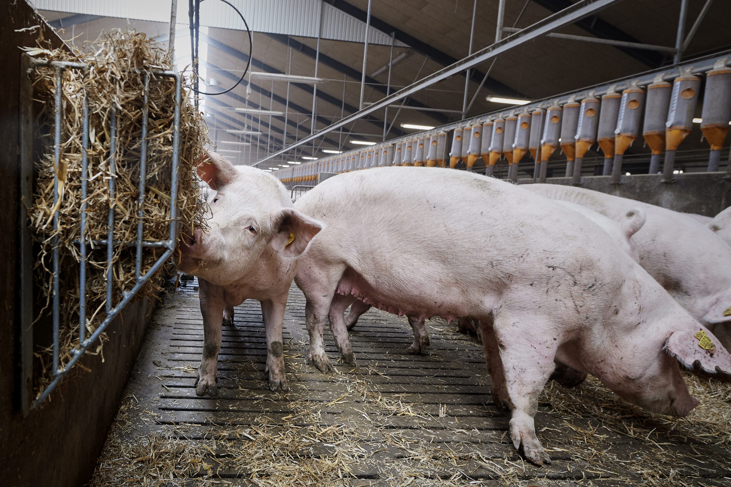 How can you better manage a gestation unit? Pig Progress