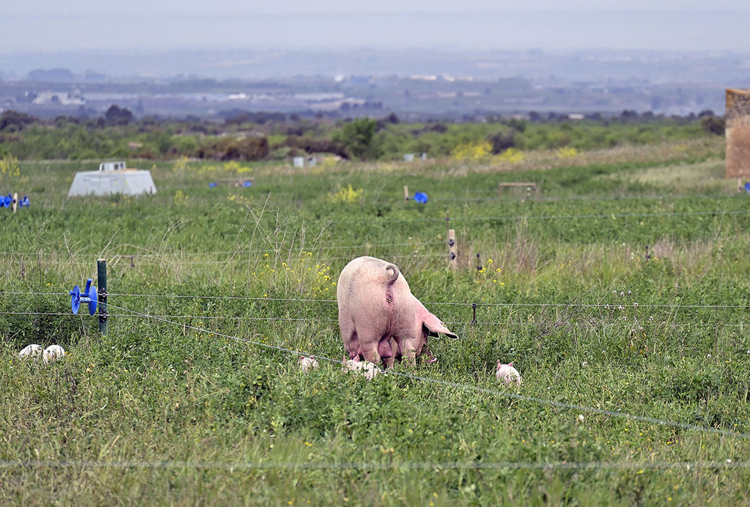 organic-pig-farming-with-rapid-field-rotation-pig-progress