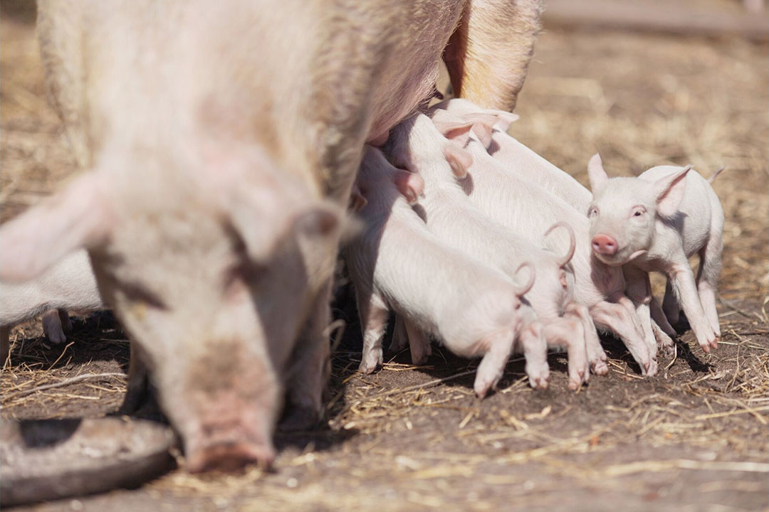 Combined nutritional approaches help pigs tackle heat stress - Pig Progress