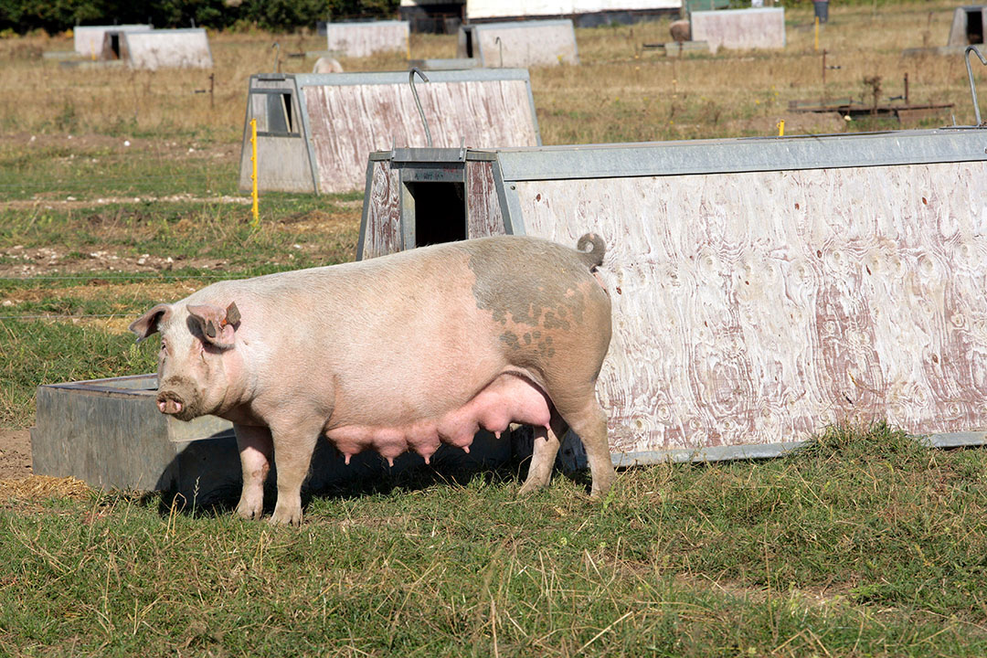 UK Pig Industry Discusses Price, Welfare Challenges - Pig Progress