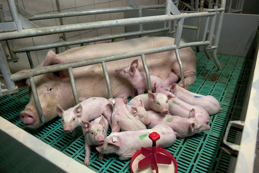 Germany: Better performance and increased litter size - Pig Progress