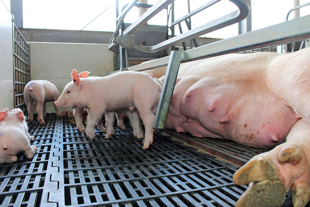 ASF Philippines Pork imports on a rise Pig Progress