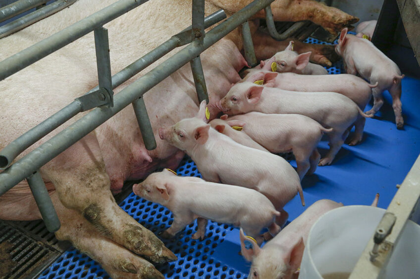 Well growing gilts will have more liveborn piglets' - Progress