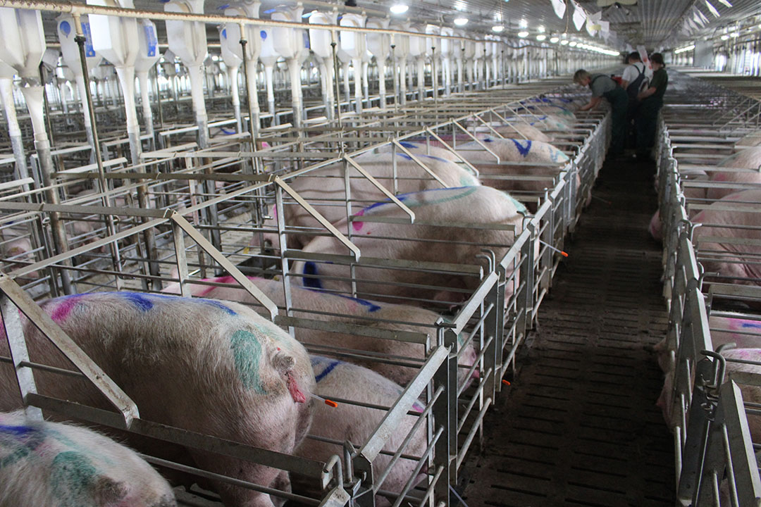 Russia’s pig production in 2021: Diseases and drought - Pig Progress