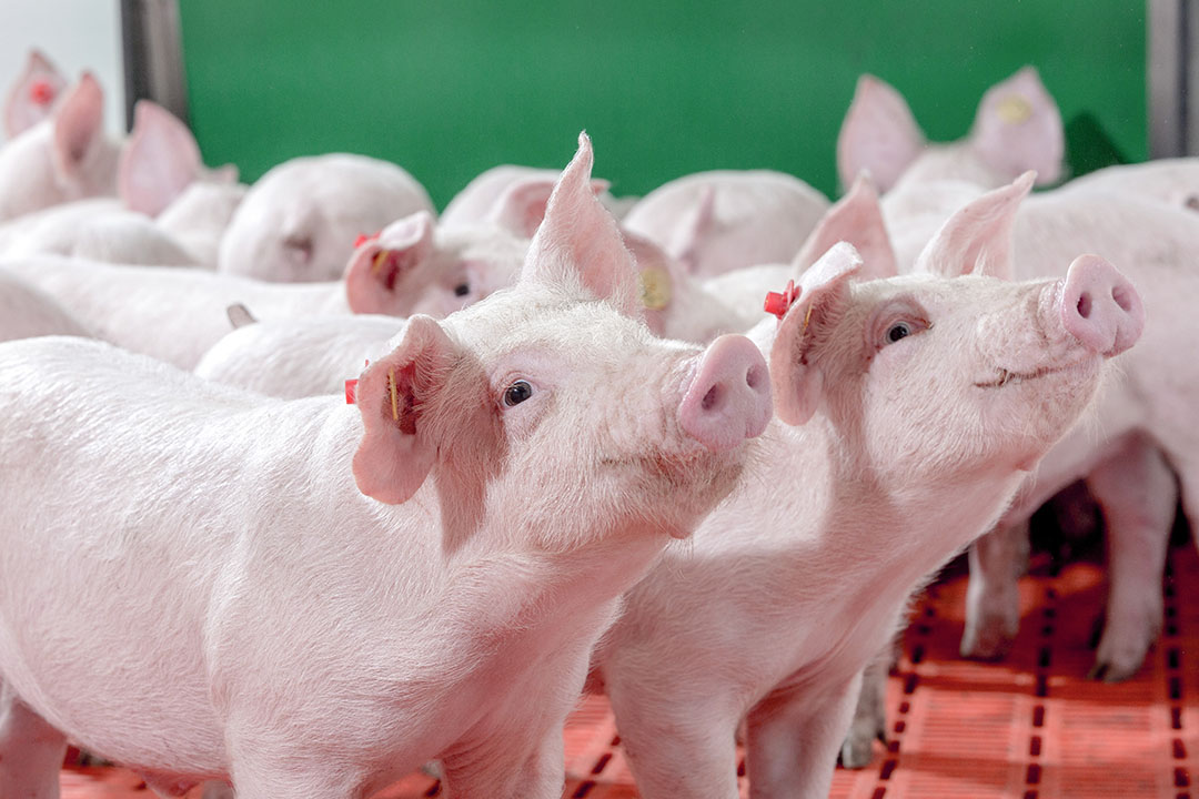 Protein revaluation: Key to healthier weaner diets - Pig Progress