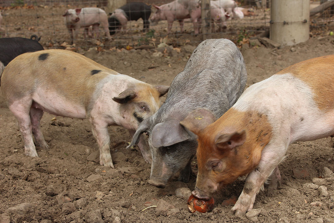 British project to reproduce sociable pigs - Pig Progress