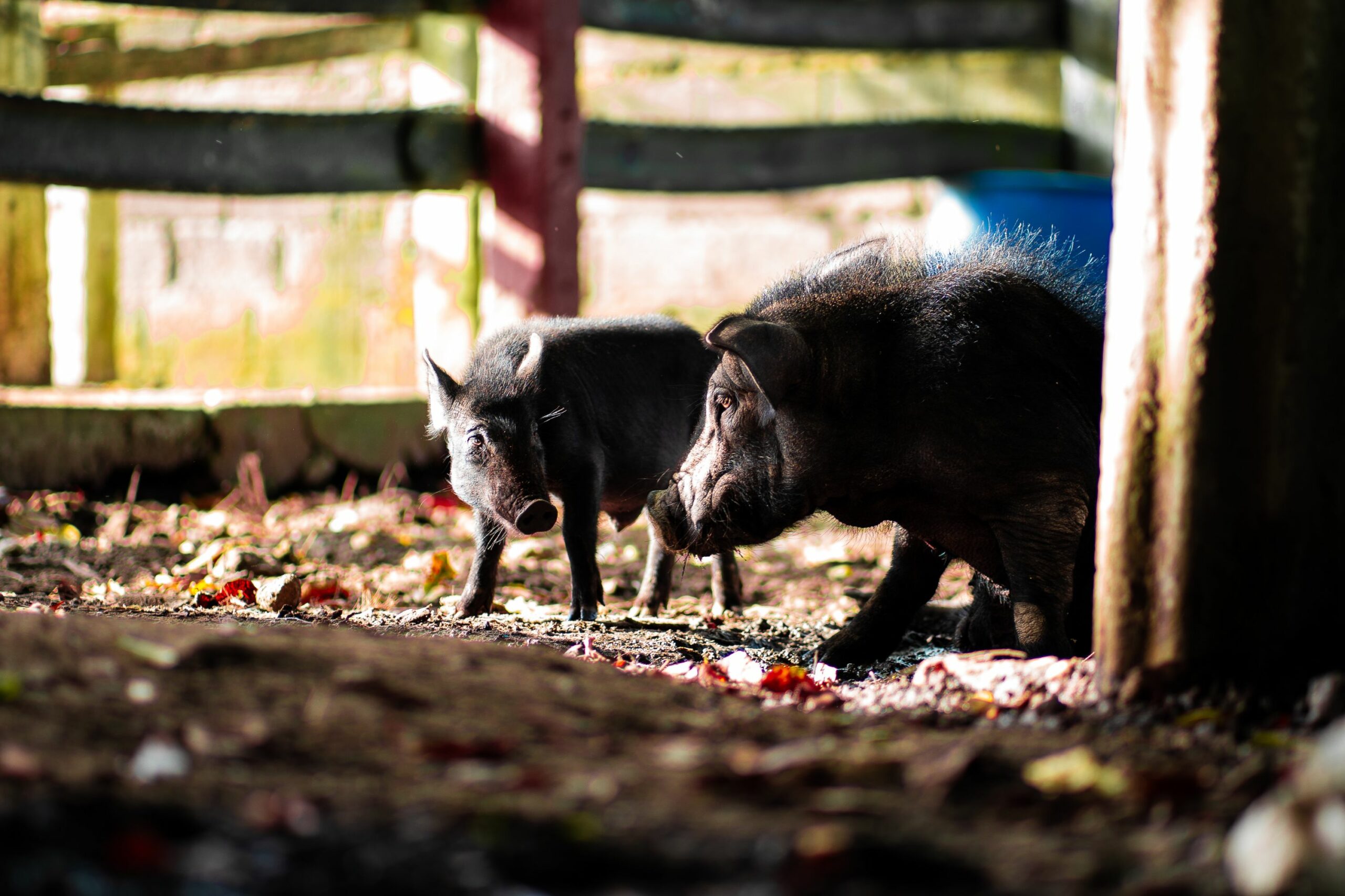 asf-philippines-hope-for-small-scale-pig-farmers-pig-progress