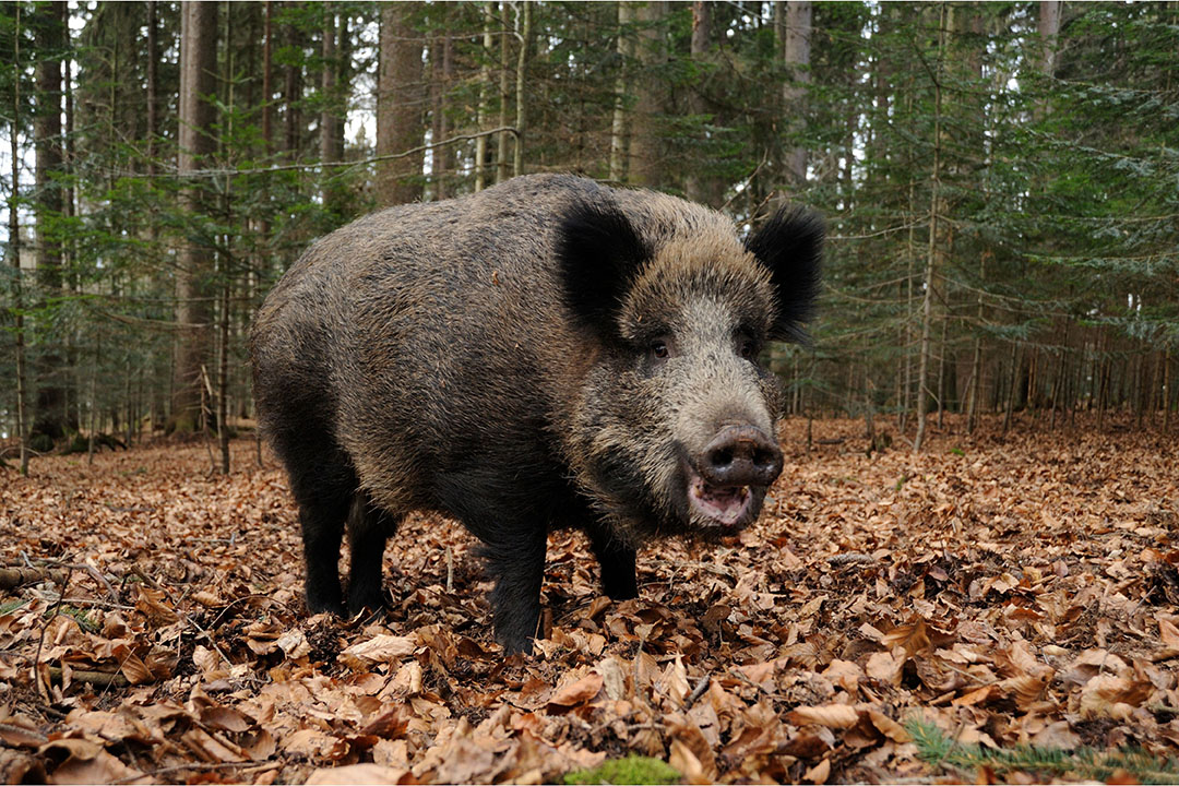 asf-italy-wild-boar-cases-around-rome-rise-to-10-pig-progress