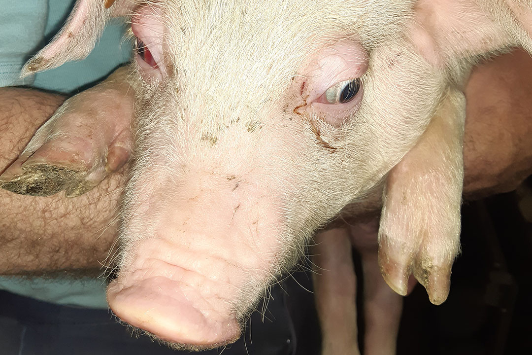 Oedema Disease And The Zinc Oxide Ban Pig Progress   IMG Cevaimage 