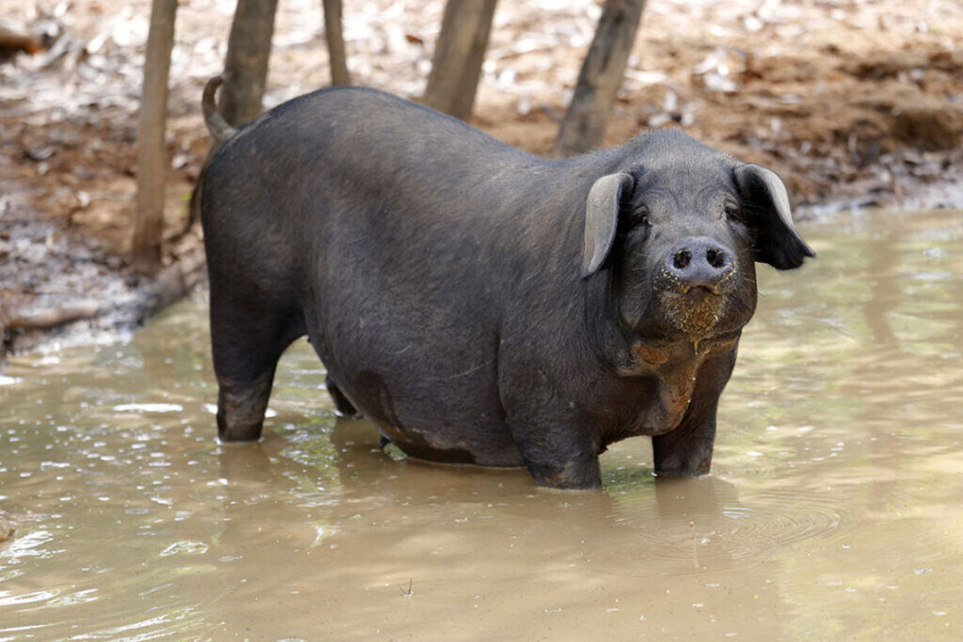 is-wild-pig-control-improving-in-north-america-pig-progress