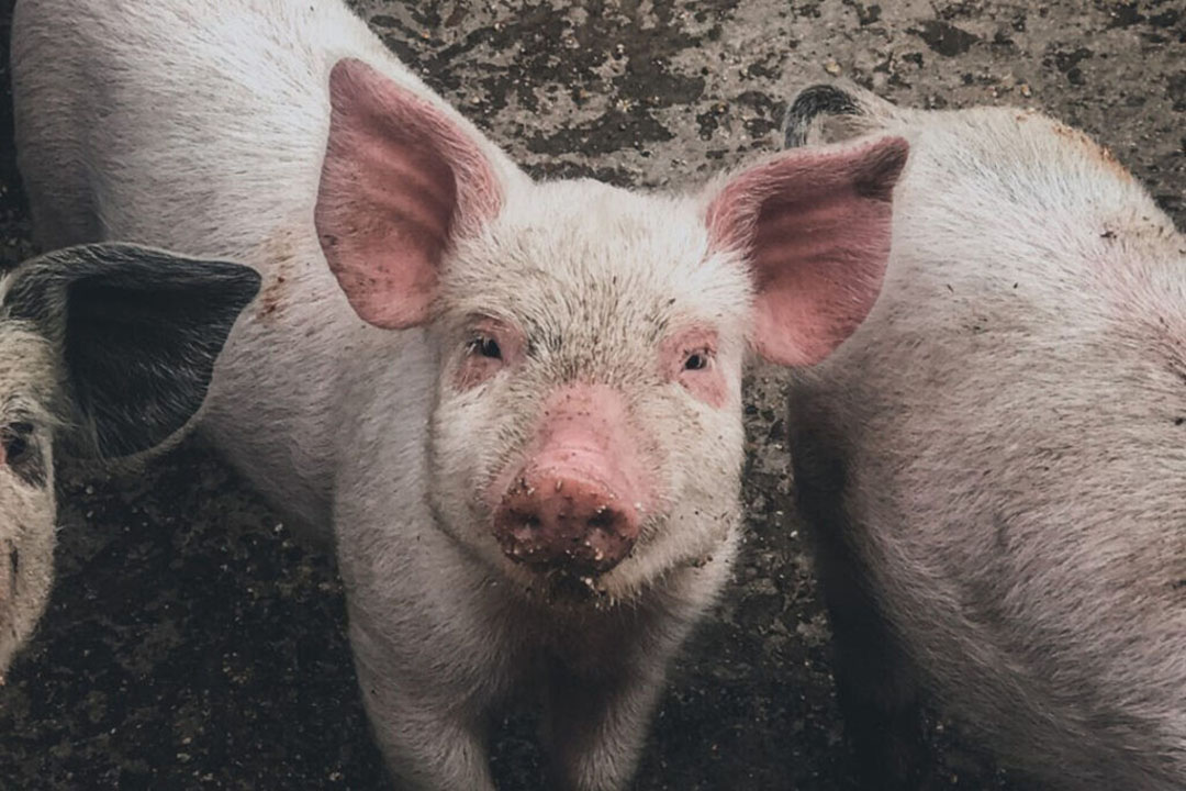 ASF Philippines Project launched to strenghten vet services Pig Progress