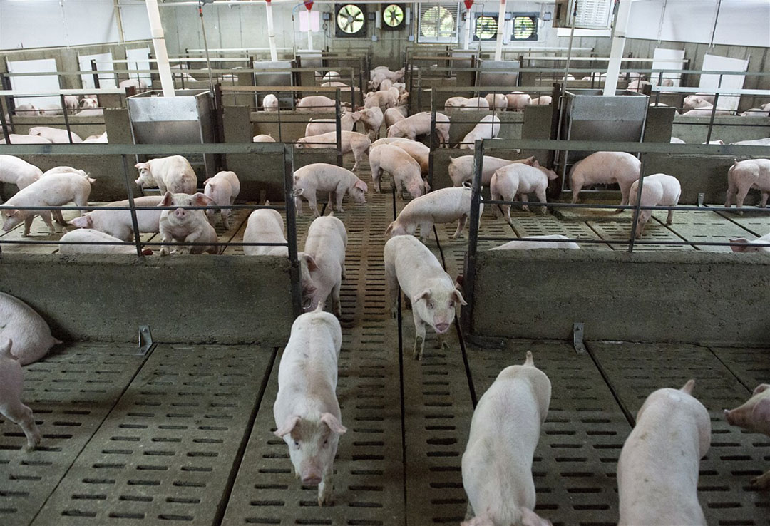 What Is New In The World Of Pigs In Canada   IMG ANP 374847893 