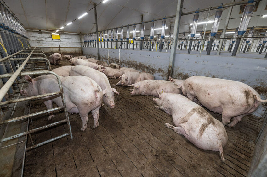 Pig genetics switch leads to major revamp of grower facility