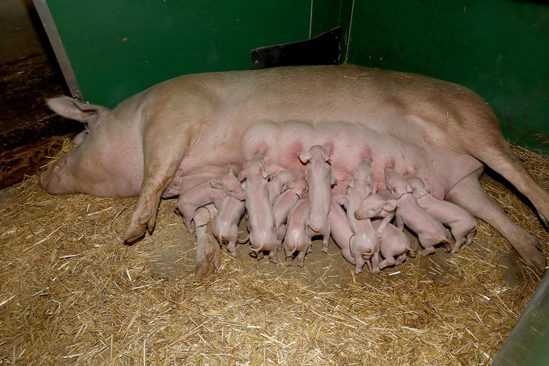 Impact of initial gut microbiota colonisation on piglet performance