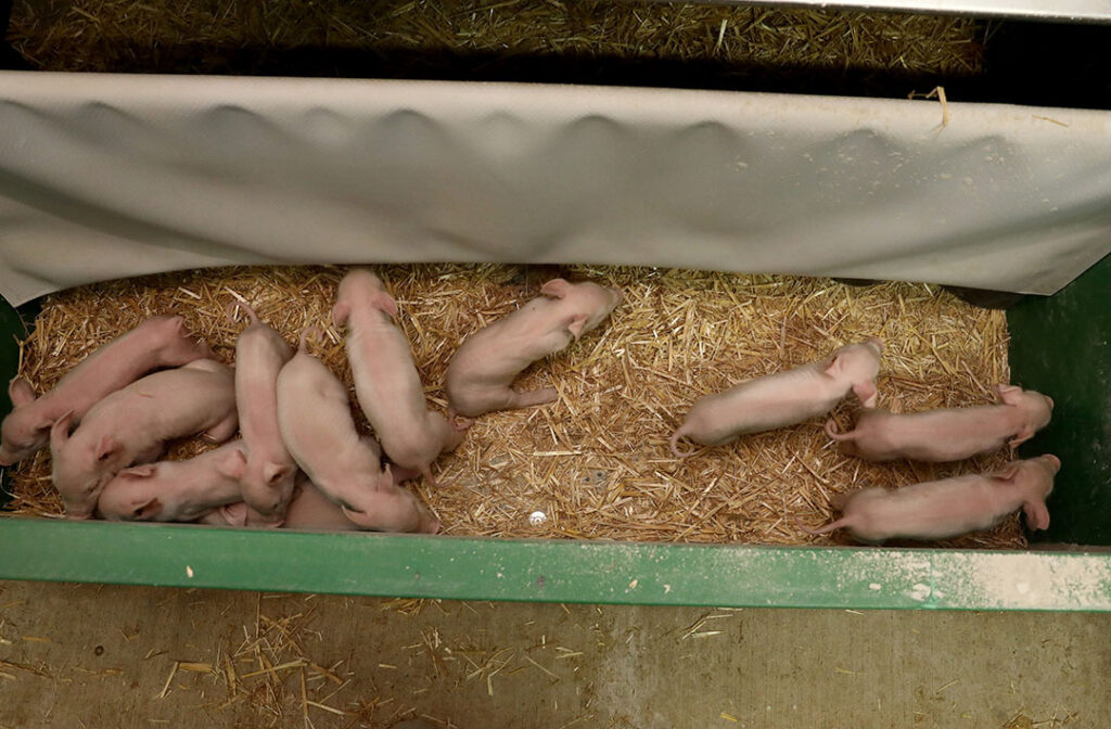 Farrowing pen design helps against crushing