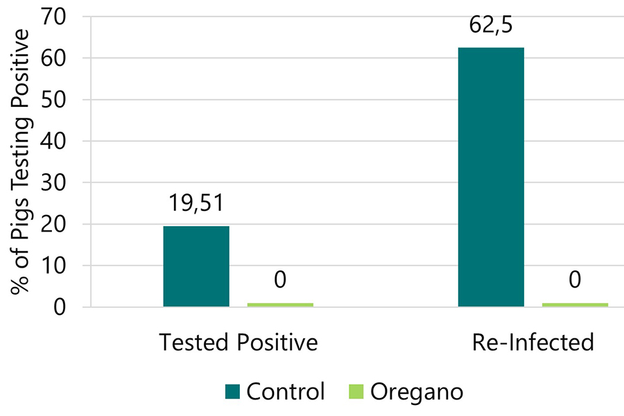 Swine Dysentery: Strategies for support and mitigation - Pig Progress