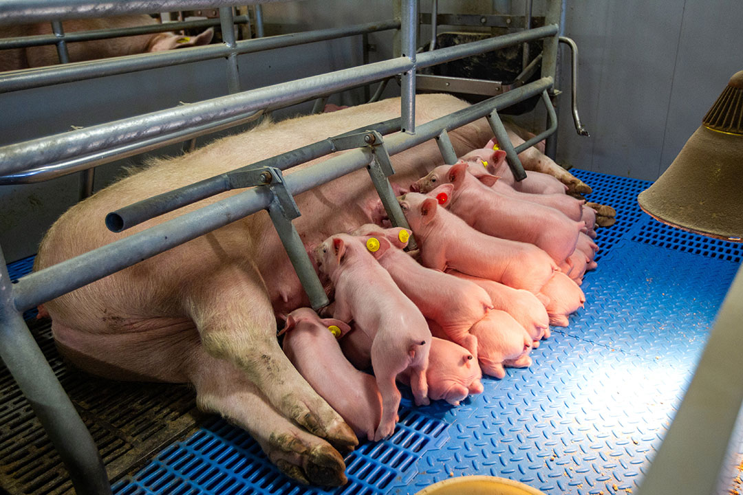 What can be done with lightweight piglets?