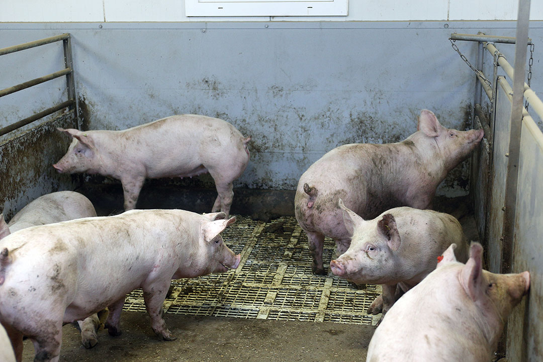 Humic acid additive reduces pig manure odour