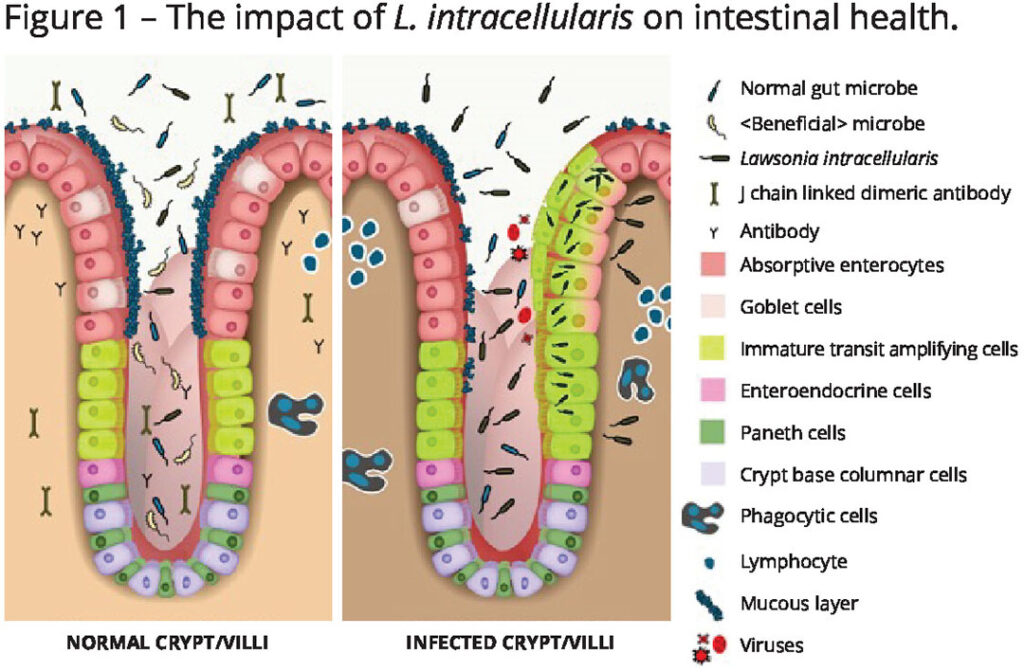 Lawsonia intracellularis: A challenging pathogen