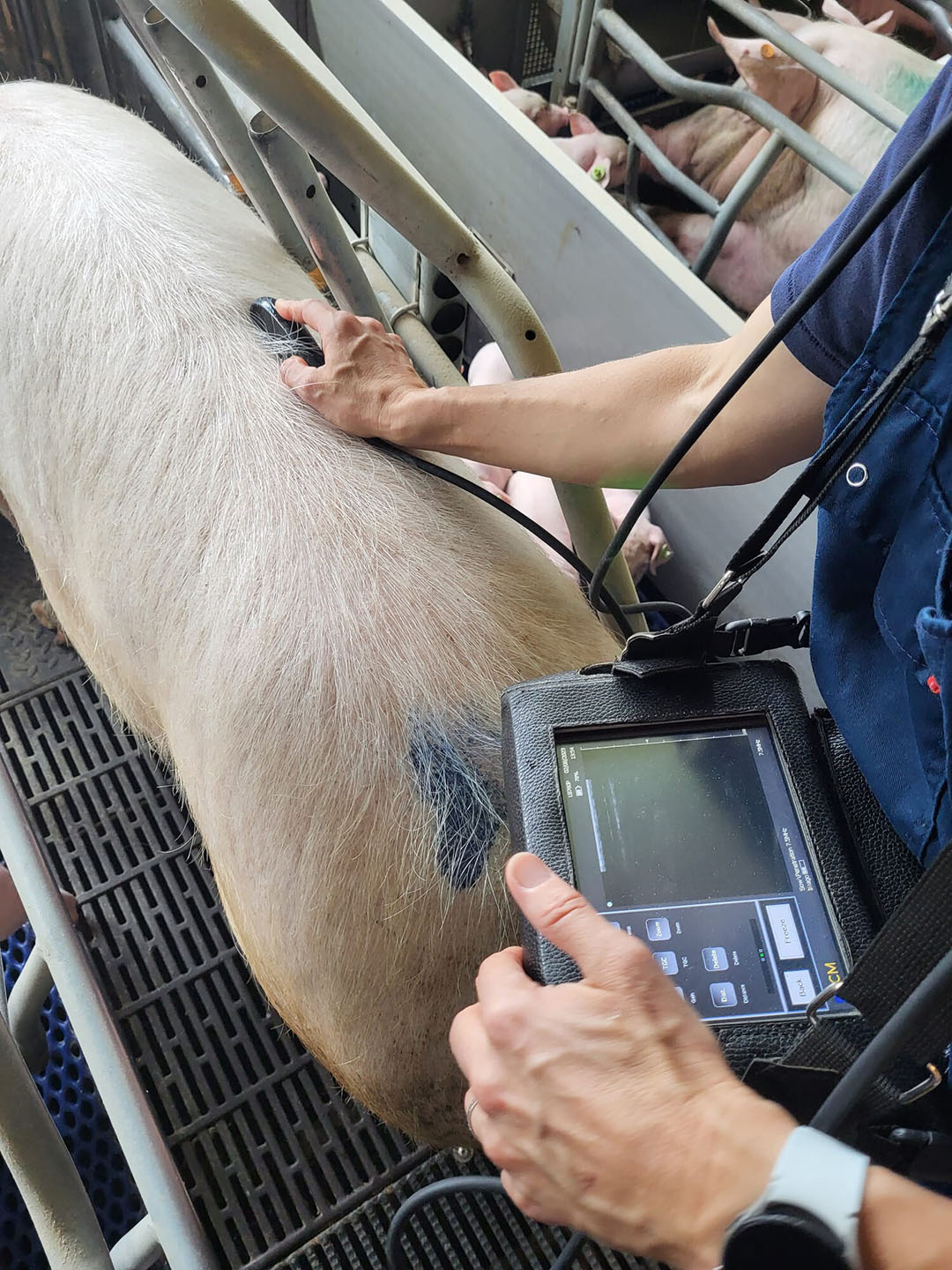 Redefining body condition scoring for gilts and sows - Pig Progress