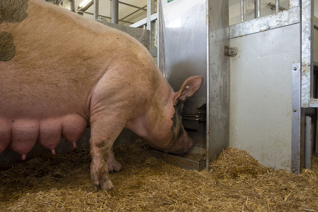 Sow lameness decreases gestation length and offspring protection