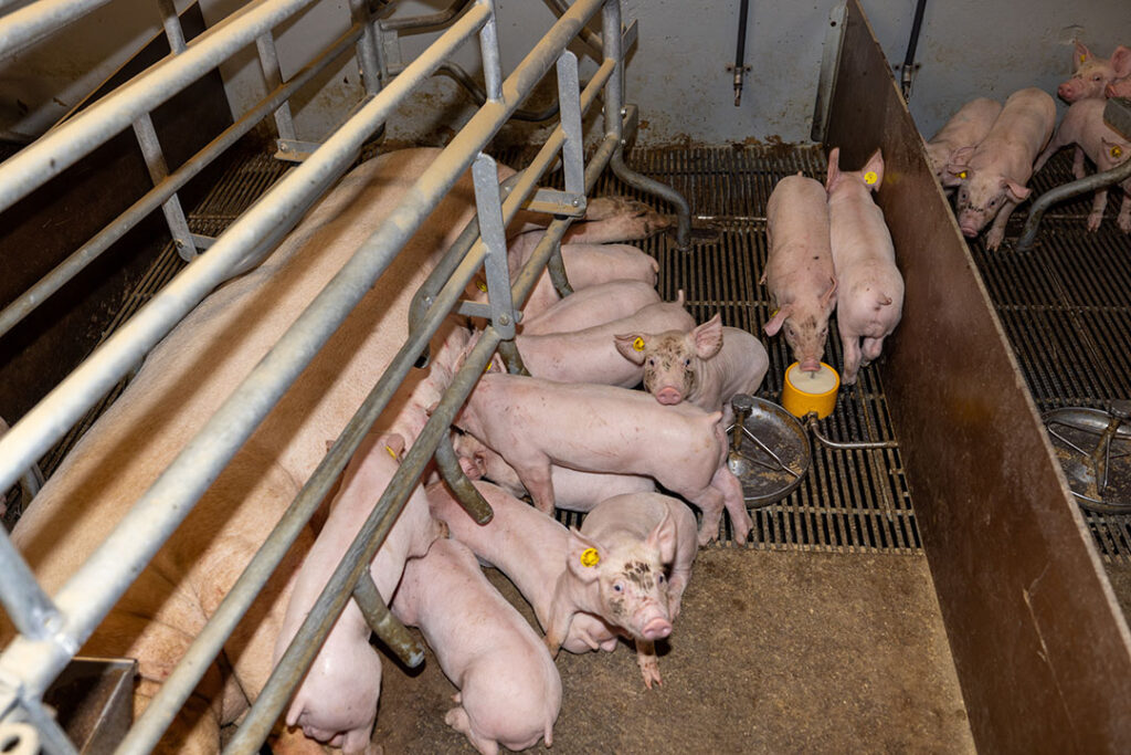 Tracking piglets on their path to growth