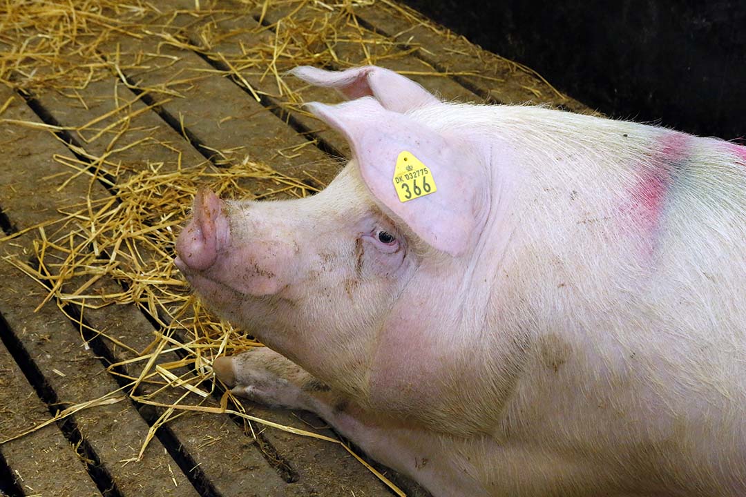 Heat Stress In Sows: How To Cope With It? - Pig Progress