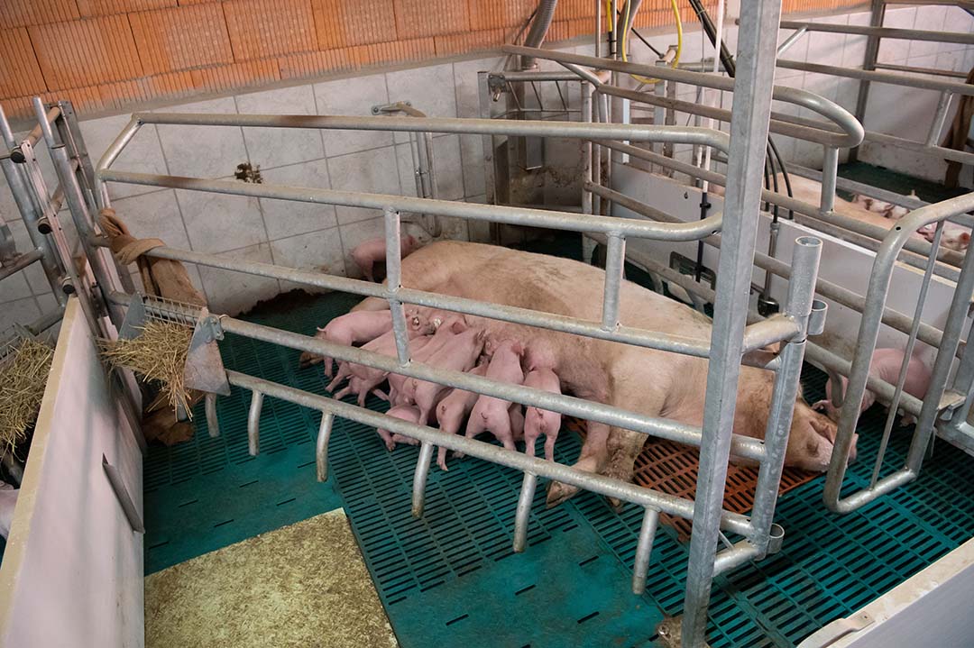 Adaptive farrowing: “Extremely costly” for UK producers