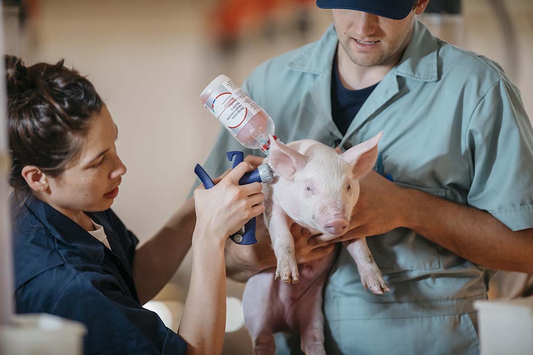 Get the most out of it: How to use vaccines effectively – Pig Progress