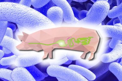 Bacillus species-fermented products can improve pigs’ intestinal health. Photo: Life Rainbow