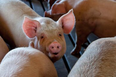 Pigs are the main reservoirs for many different zoonotic diseases, such as Hepatitis E and Nipah. Photo: Canva