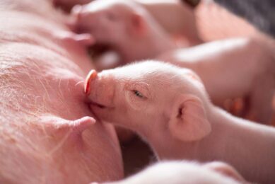 Sows do not only supply colostrum and milk to their offspring. Maternal transfer of microbiota to piglets also plays a vital role in their health status and performance. Photo: Shutterstock